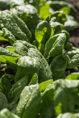 Fresh organic leaves of spinach in growth in springtime