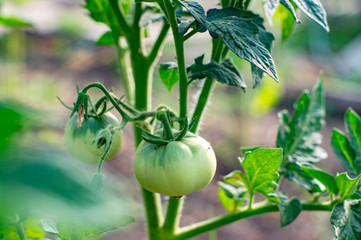 Green tomatoes. Agriculture concept.