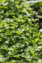 Organic fresh parsley growing in garden farm pattern