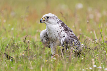 Gerfalke