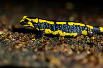 Feuersalamander Salamandra salamandra Lurch Amphibien Nacht Bach Wasser Flecken schwarz-gelb giftig Europa Regen Deutschland Iserlohn Sauerland Wald Selten geschützt Naturschutz gefährdete Art