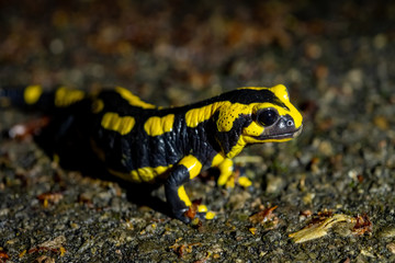 Feuersalamander Salamandra salamandra Lurch Amphibien Nacht Bach Wasser Flecken schwarz-gelb giftig Europa Regen Deutschland Iserlohn Sauerland Wald Selten geschützt Naturschutz gefährdete Art