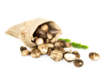 Puff ball mushrooms isolated over white background - most expensive famous local seasoning mushrooms for northern Thailand region