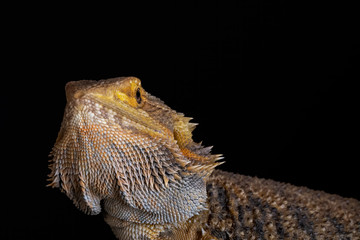 Bearded Dragon Lizard