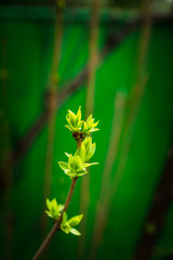 New leaves of lilac in the garden. Shallow depth of field.