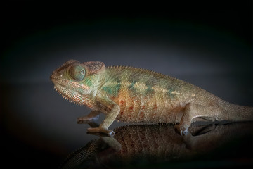 Chameleon