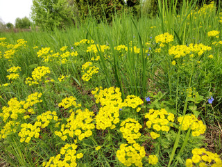 Euphorbia cyparissias. Plentiful blossoming of a plant. Cypress spurge is a species of plant in the genus Euphorbia