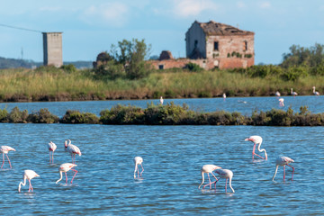 regional park delta del po river marshes and nature reserves