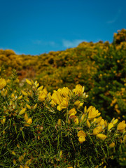 Macro foto of common gorse, ulex europeaus in Ireland
