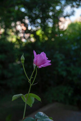 Pink rose green and dim garden afternoon