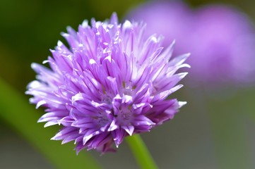 Close-up of a purple chive flower.