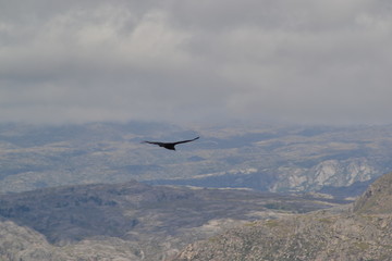 Majesty flight of a condor andino