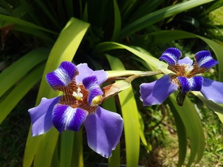 iris flower