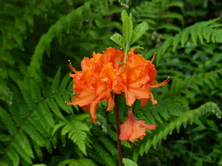 Rhododendron prinophyllum , Ericaceae family. Hanover, Berggarten, Germany