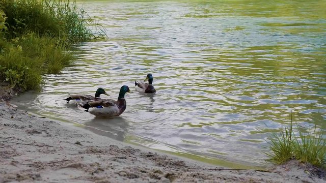 Patos nadando en el auga del rio con arena y arboles