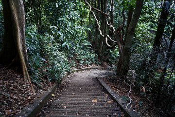 Landscape with stairway in tropical jungle.