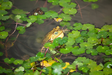 Sapo macho coachando para atrair a fêmea (Chaunus ictericus) (Rhinella icterica) (Bufo ictericus)