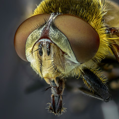 Yellow Fly portrait. Extreme sharp and detailed study of dung fly taken with microscope objective stacked from many shots into one photo.