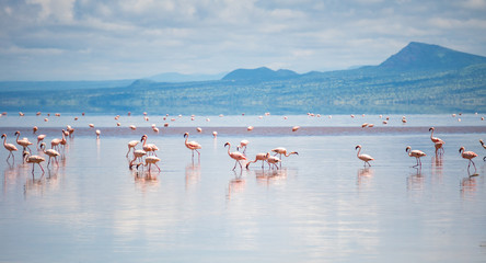 Obraz premium Big Group of Pink Lesser Flamingo at Lake Natron, Tanzania, Africa