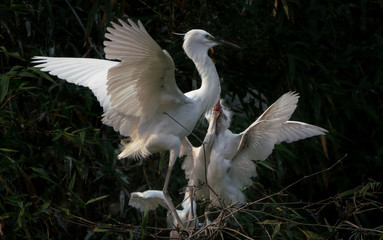 The Great Egret nestlings demanding food from mother in dark background 