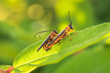 two beetles mate on a green leaf.