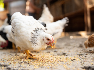 Chicken (hen) on a sustainable farm pecking grain