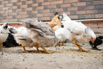Chicken (hen) on a sustainable farm pecking grain