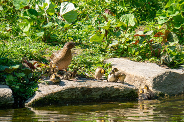 Entenfamilie sitzt auf einem Stein beim Wasser