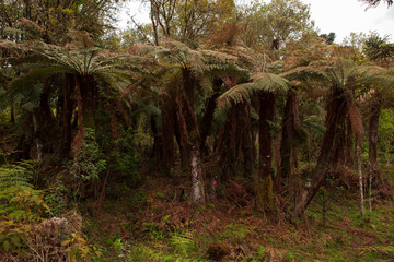 xaxim (Dicksonia sellowiana)
