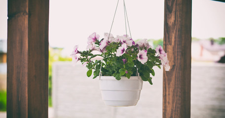 The pot with petunia flower hanging on the terrace