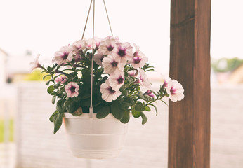 The pot with petunia flower hanging on the terrace