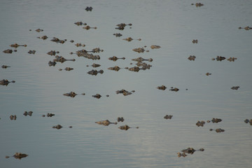 Caiman