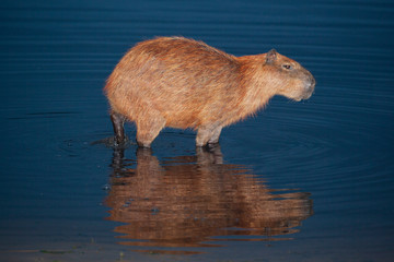 Capivara