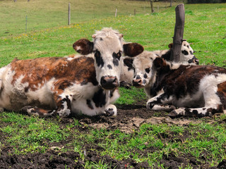 Cows from my last trip to colombia