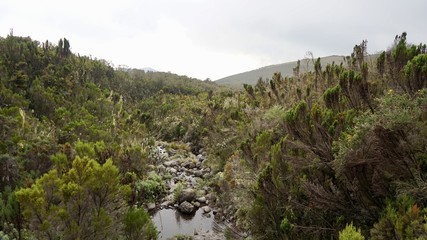 Fototapeta na wymiar Kilimanjaro Grasslands