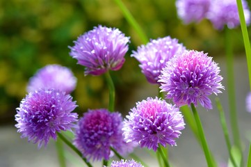 Colourful chive flowers in the garden  (Allium schoenoprasum).