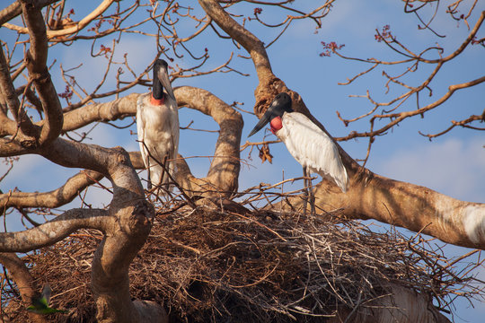 Jabiru nest