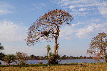 Jabiru nest