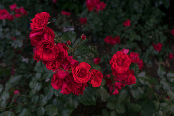 garden of red roses on a metal fence on a contrasting dark green background