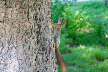 Eichhörnchen sitzt auf einem Baumstamm und posiert