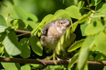 A tiny finch sits on a branch in dense bright green foliage. The first independent flight of the chick from the nest. City birds. Wildlife. Spring. Close-up.