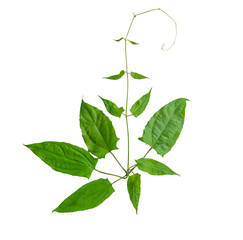 Herbs, Fresh green Laurel clock vine (Thunbergia laurifolia) leaves isolated on white background. Thunbergia laurifolia is an herb that is used to absorb toxins, Thai herb.