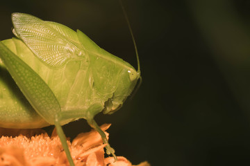 Different views of the insect grasshopper 