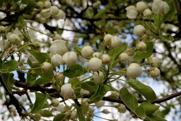 pear tree buds