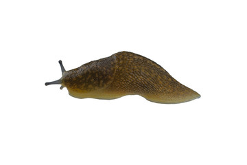Slug isolated on a white background. Close-up.