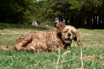 Dog Cocker Spaniel lying in the grass
