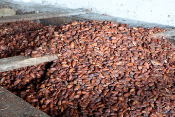 Obraz premium FermentaÃ§Ã£o das sementes de Cacau (Theobroma cacao); processo anterior Ã&nbsp; secagem; Malvaceae