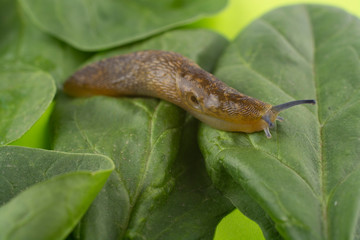 Slug on lettuce leaves. Close-up. Pest of crops.