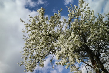 flowering pear tree