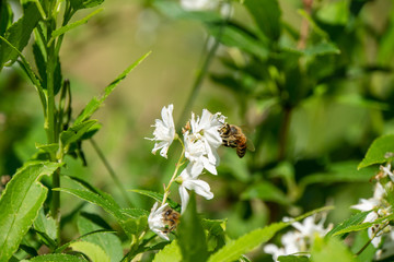 Biene sammelt Nektar von einer weißen Blüte